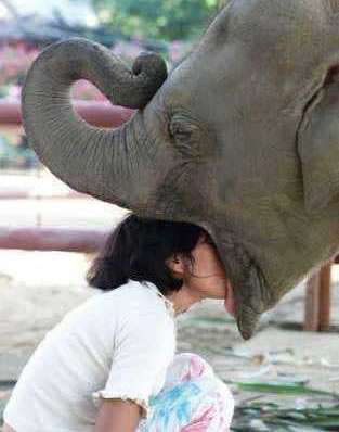 elephant-kiss.jpg